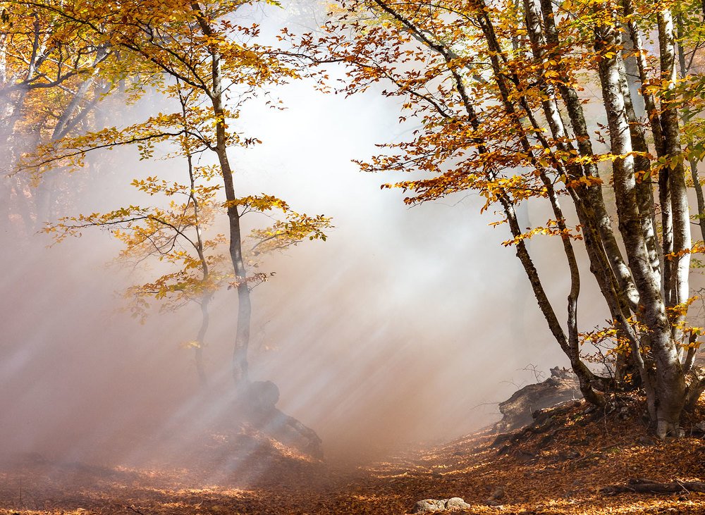 Светотень в буковом лесу.