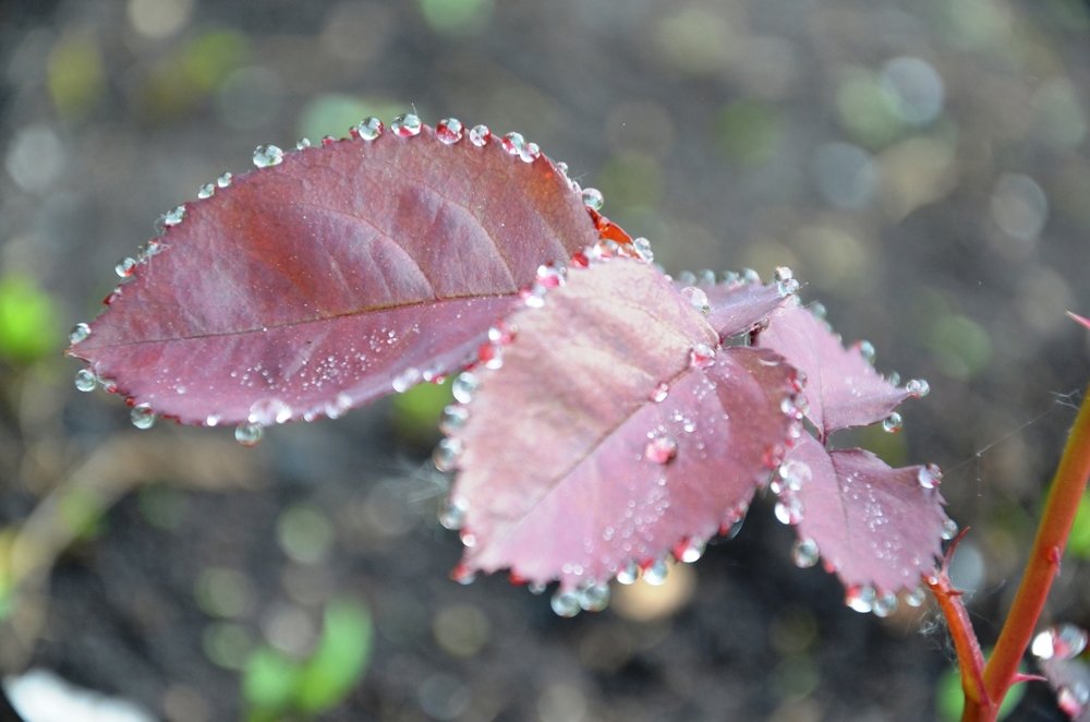 Бусы из росы