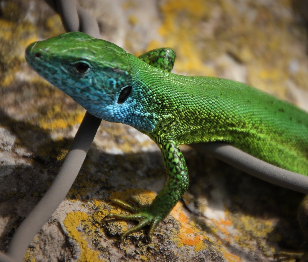 Любопытство