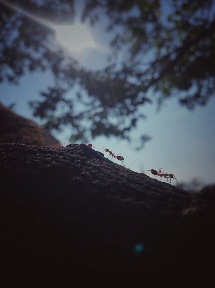 Ants life