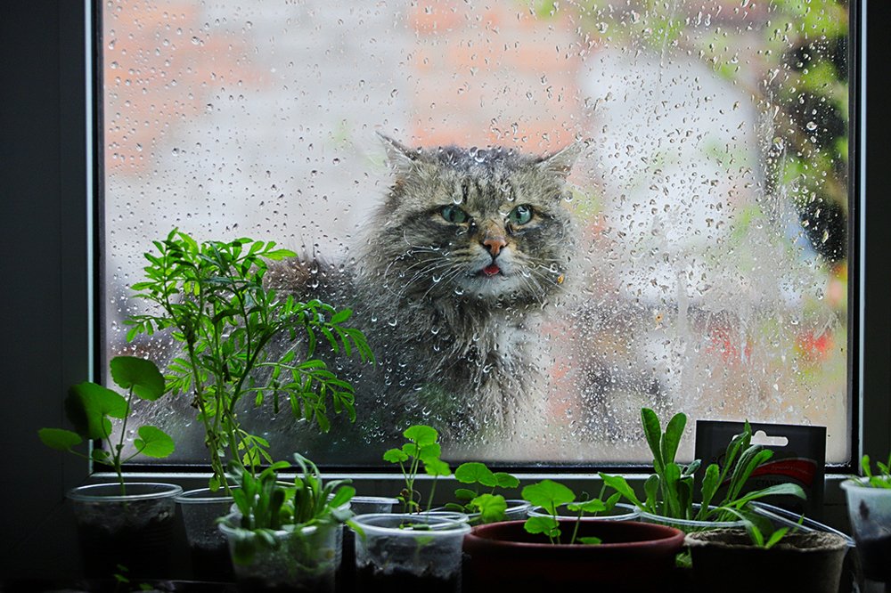 майский дождь