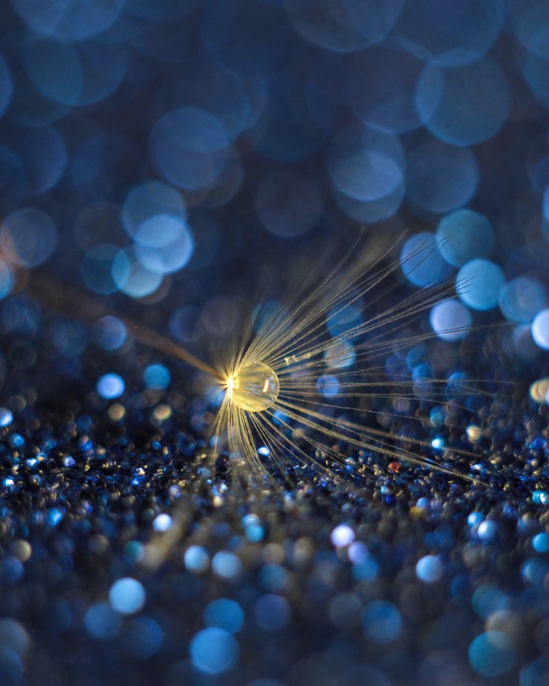 Просто одуванчик