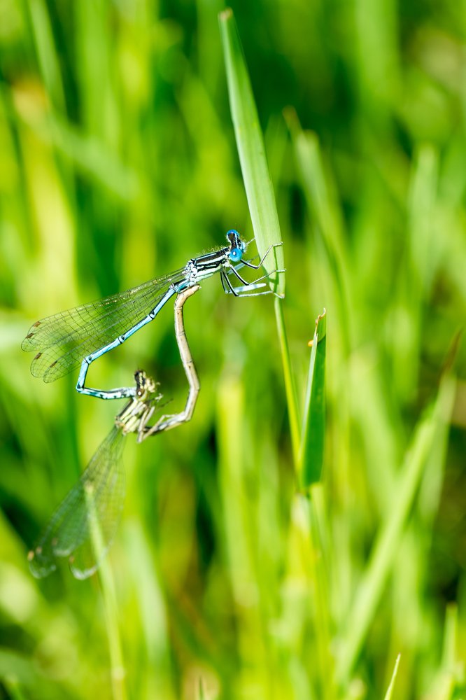dragonfly mating