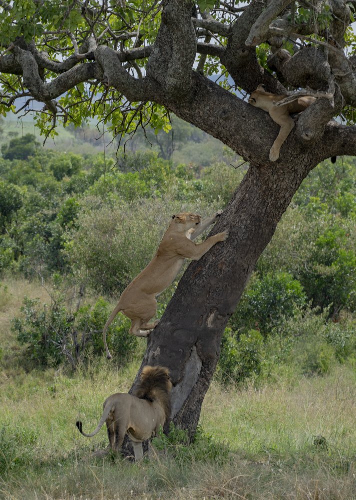 lioness climbing tree