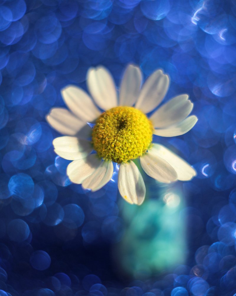 Photograph by Татьяна Шустрова