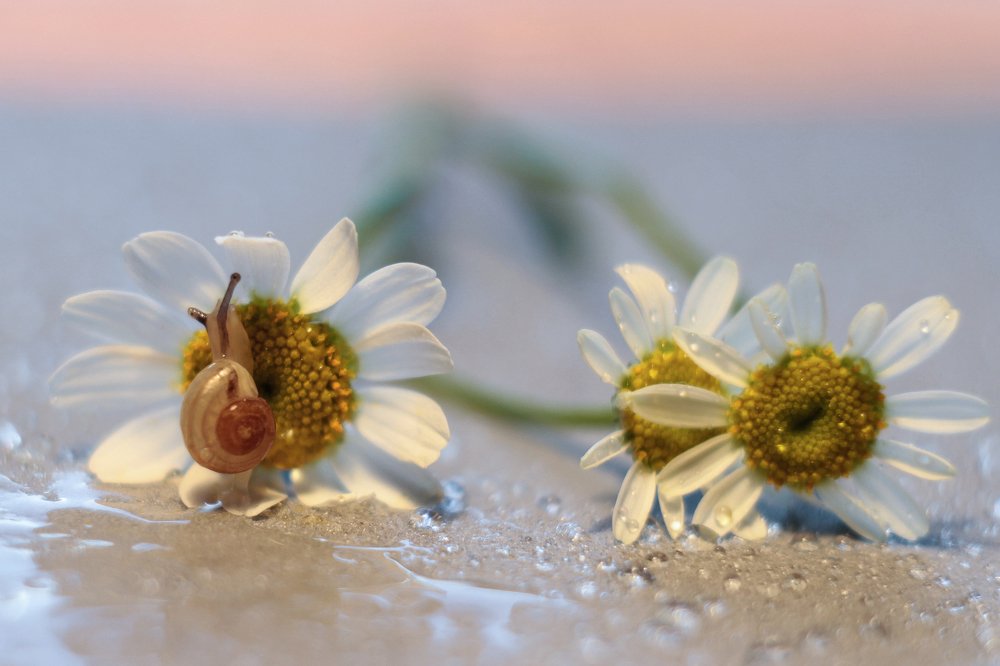 Photograph by Татьяна Шустрова