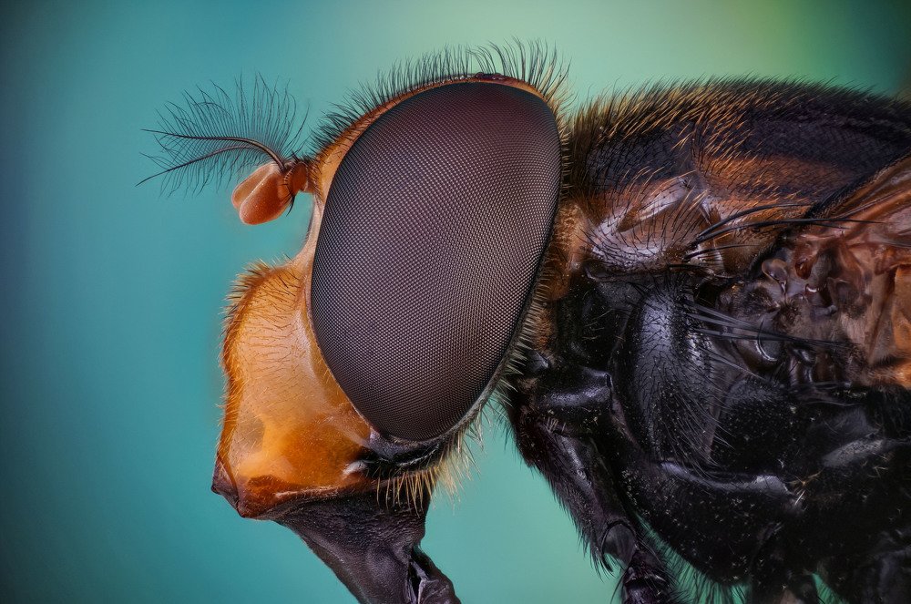 макро портрет