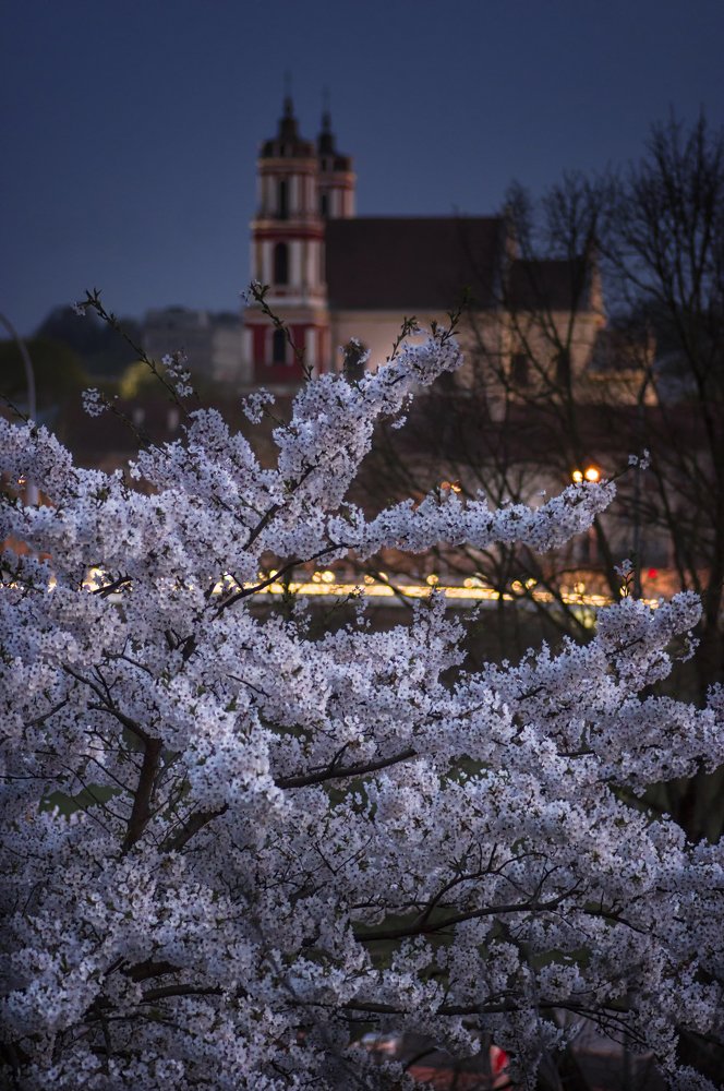 Цветущий Вильнюс