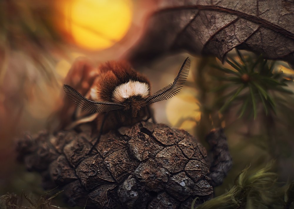 Макромир Валдайского национального природного парка