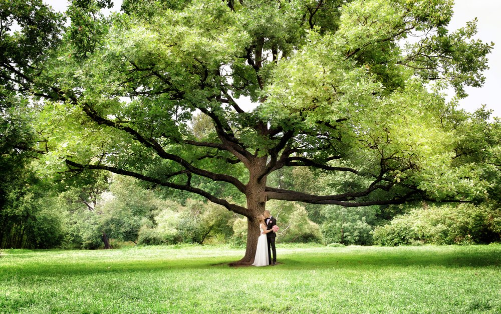 Дерево - покровитель любви