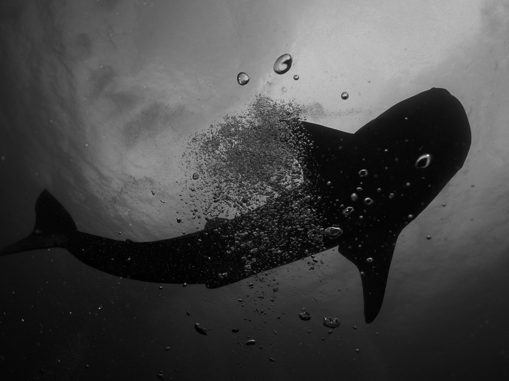 Whale shark