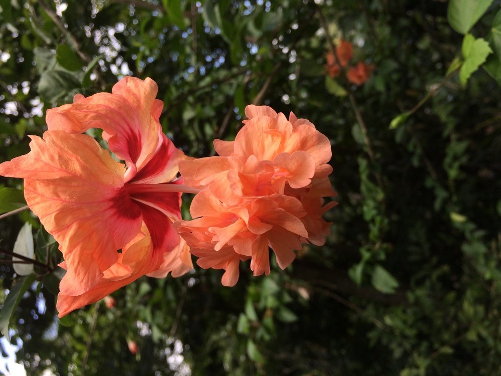 Shoe flower