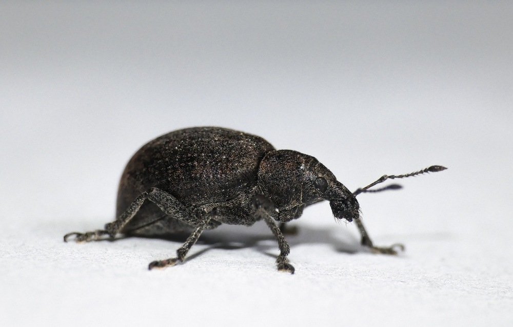 Чёрный свекловичный долгоносик