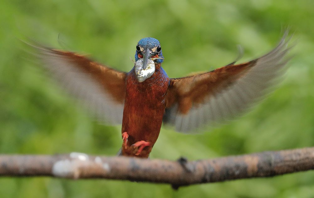 Blue Gem with a catch