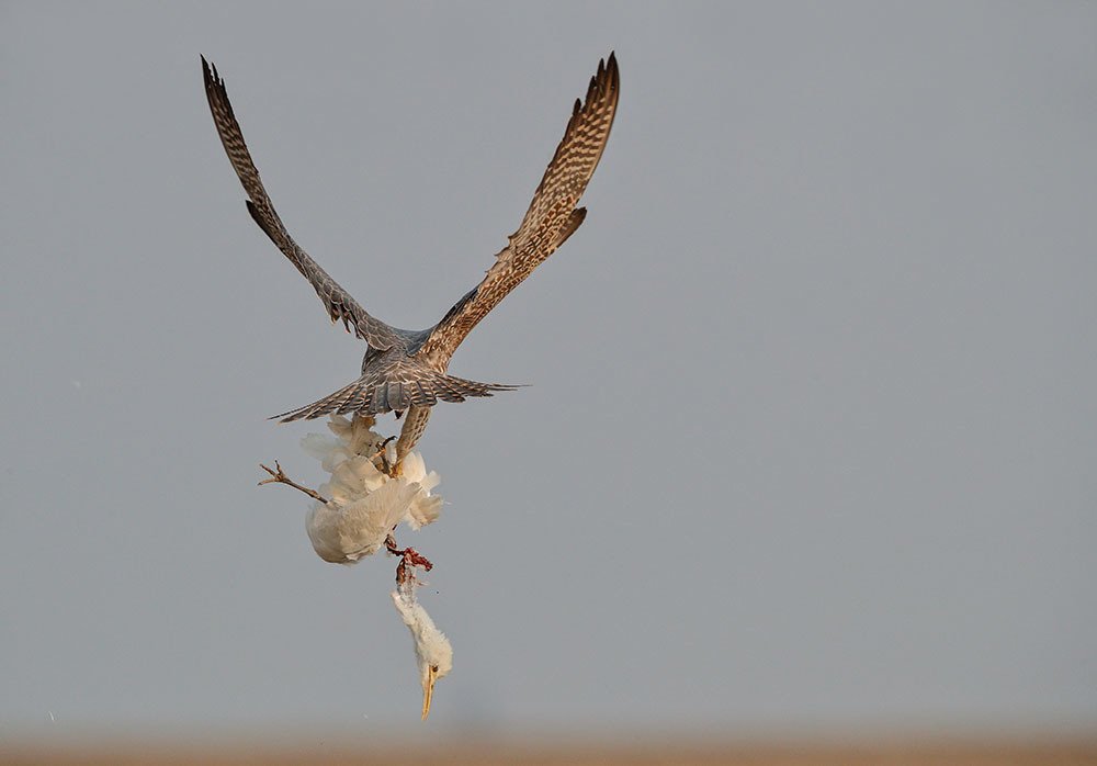 Mighty Peregrine Falcon