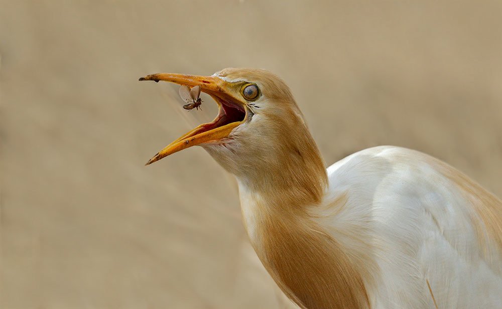 Cattle Egret with a catch