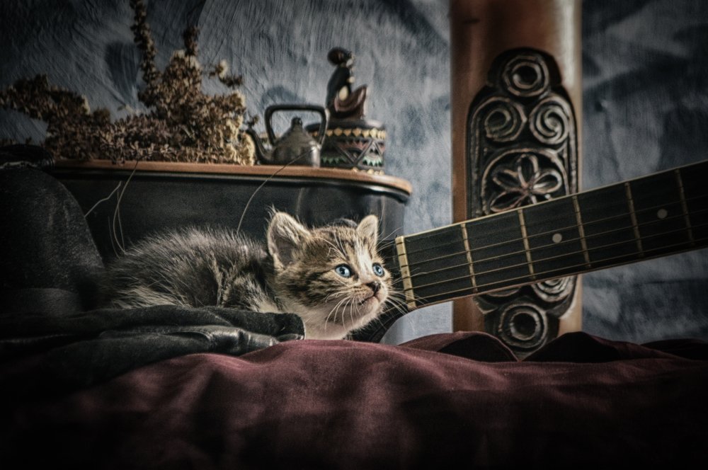 Still life with a cat