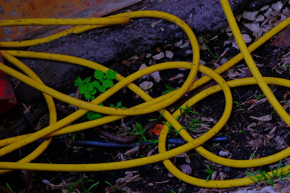 lots of yellow and green life