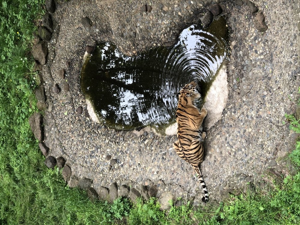 Круги на воде