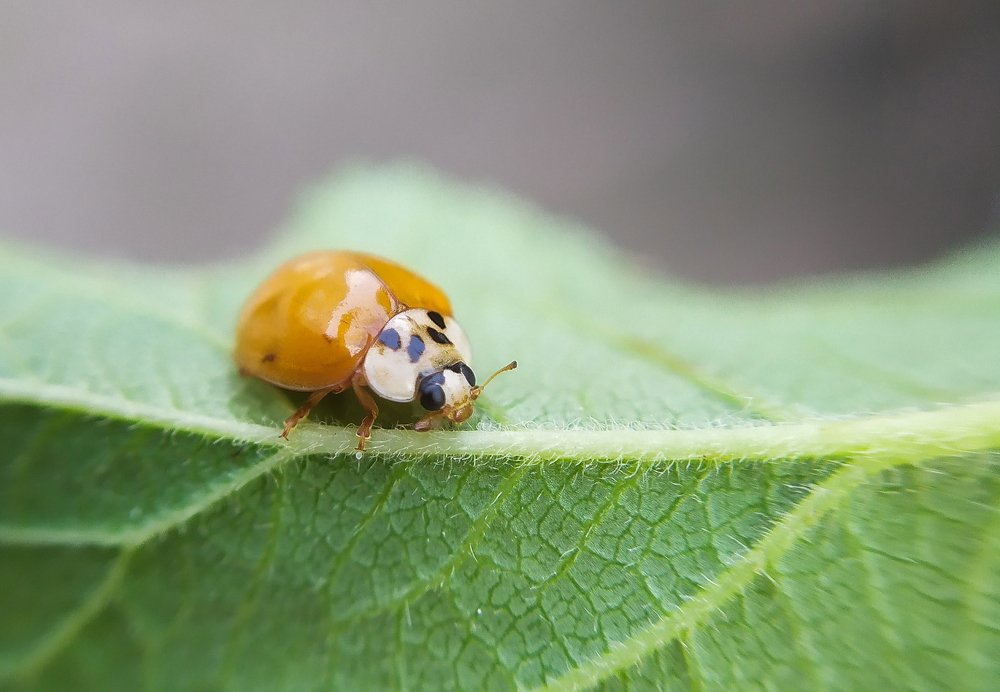 Божья коровка