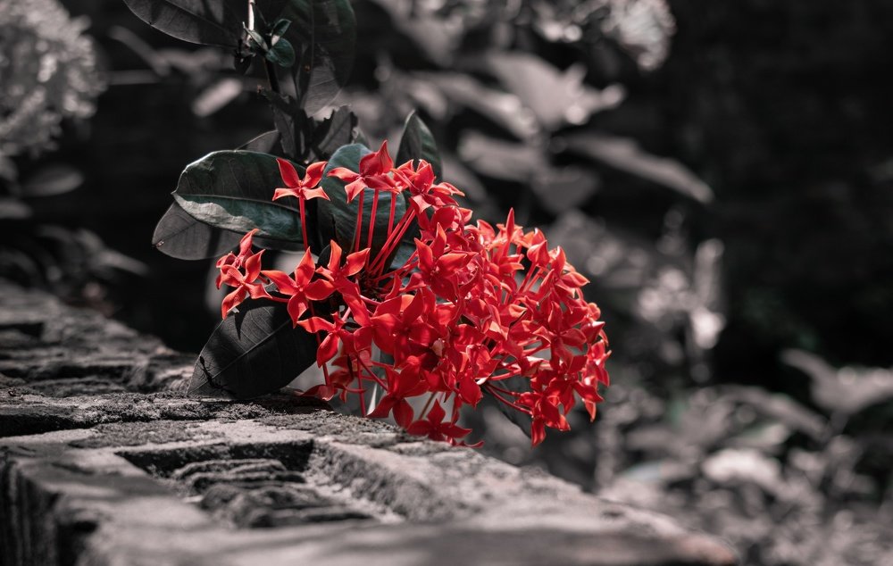 Flower is the colour of humanity