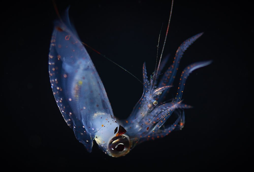 Squid with the catch