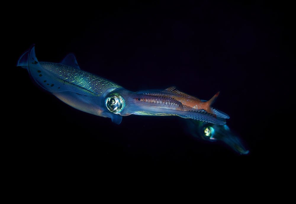 Reef squid with the prey