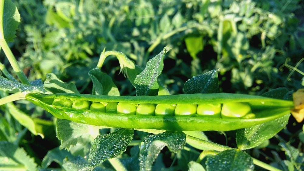 Smiling Peas