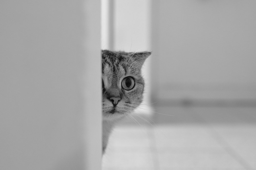 hide and seek wiht a cat...