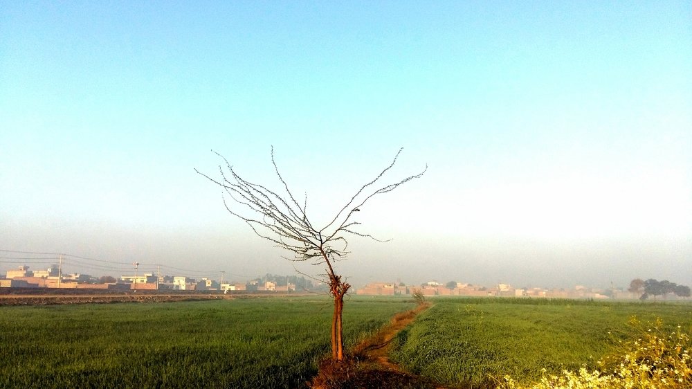 Lonely Tree
