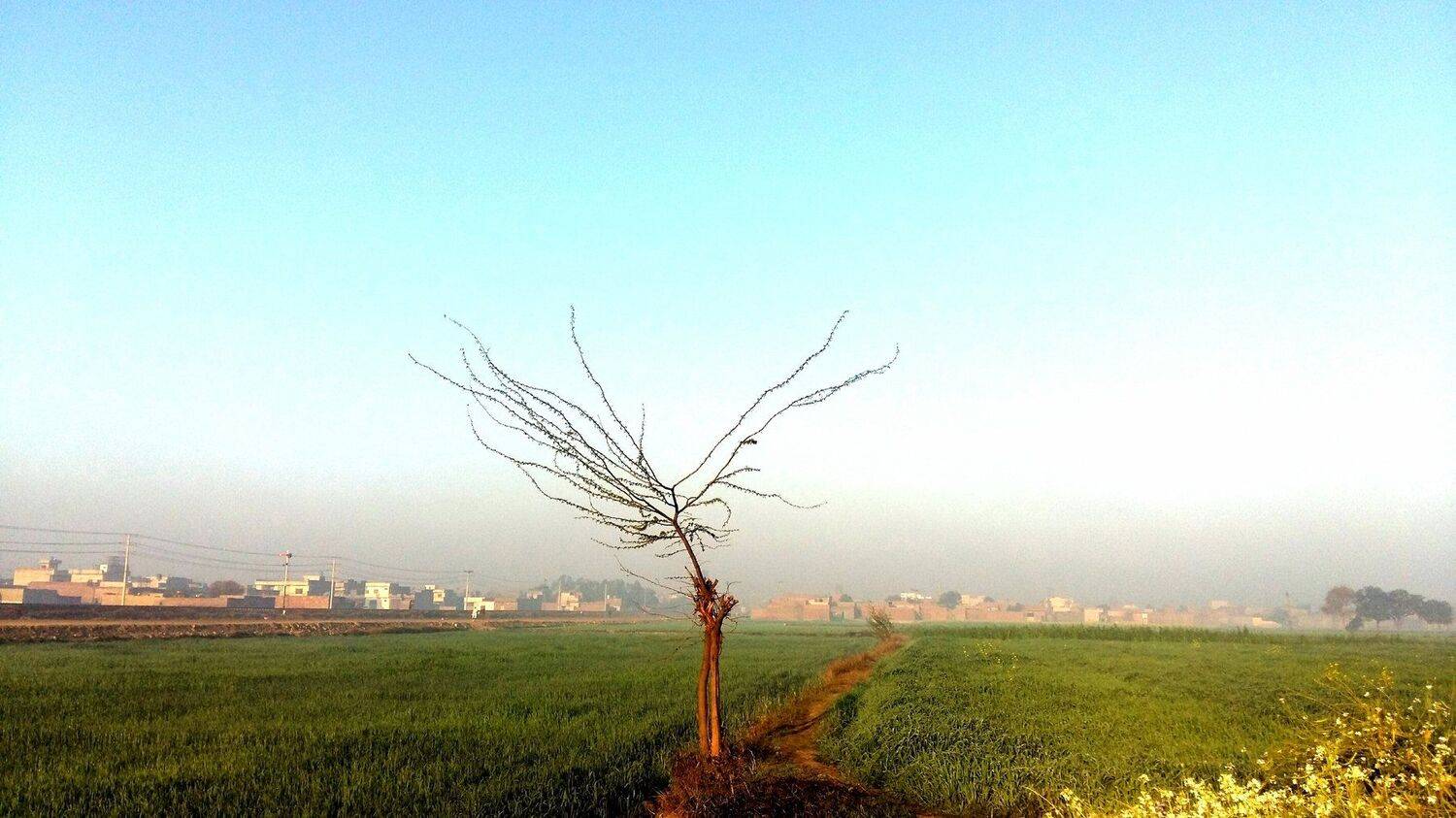 Lonely Tree