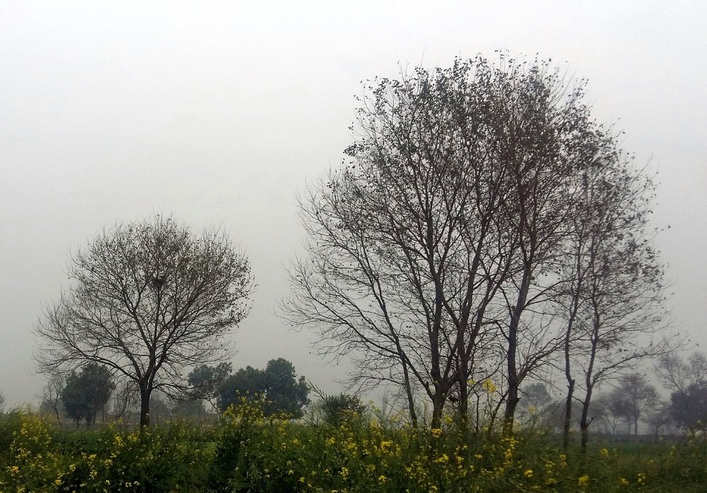Trees without Leaves