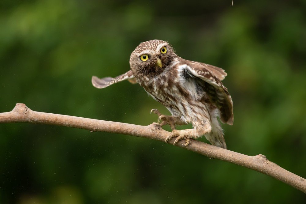 Little owl, male, a night's watch