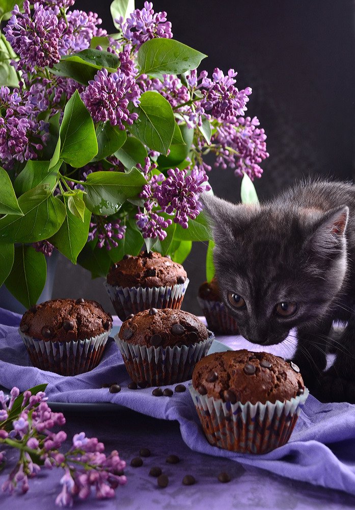 Кот и маффины.