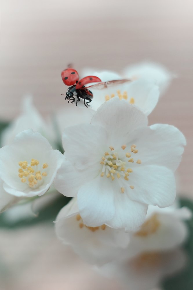 Нежность утра