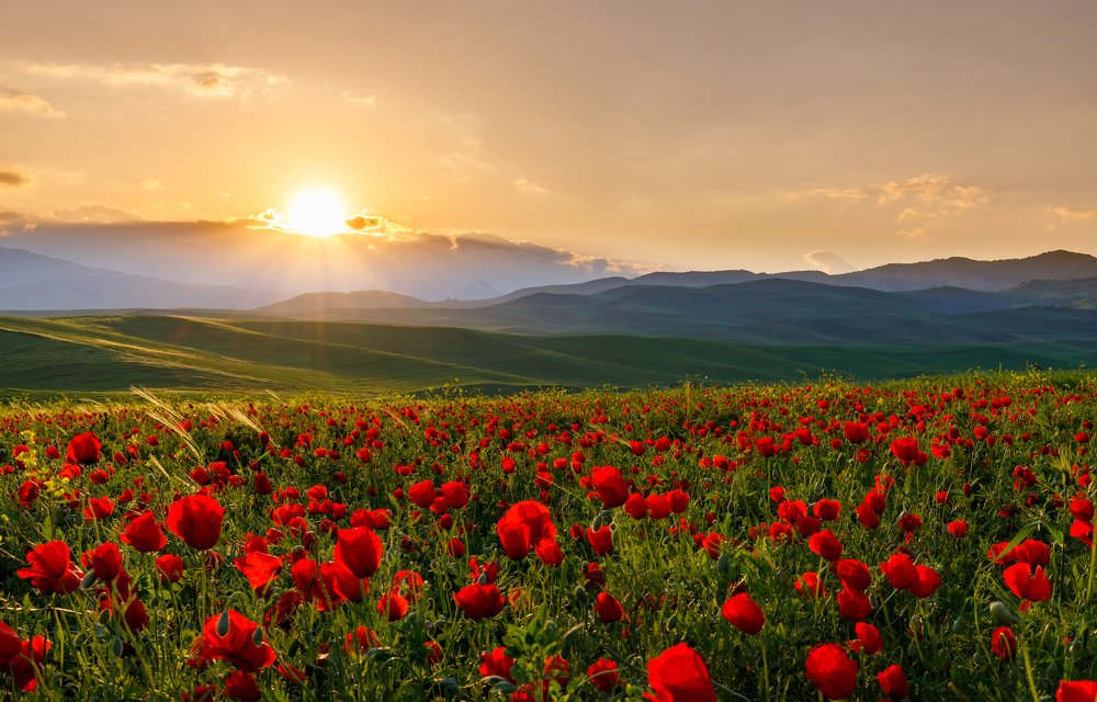 Рассвет на маковых полях.
