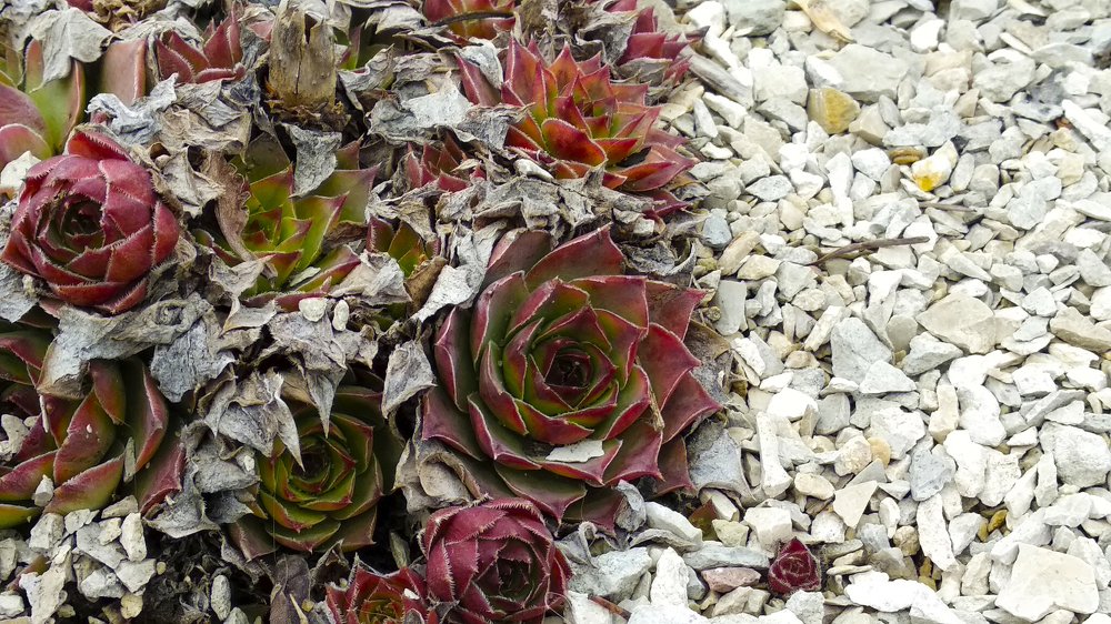 Каменная роза