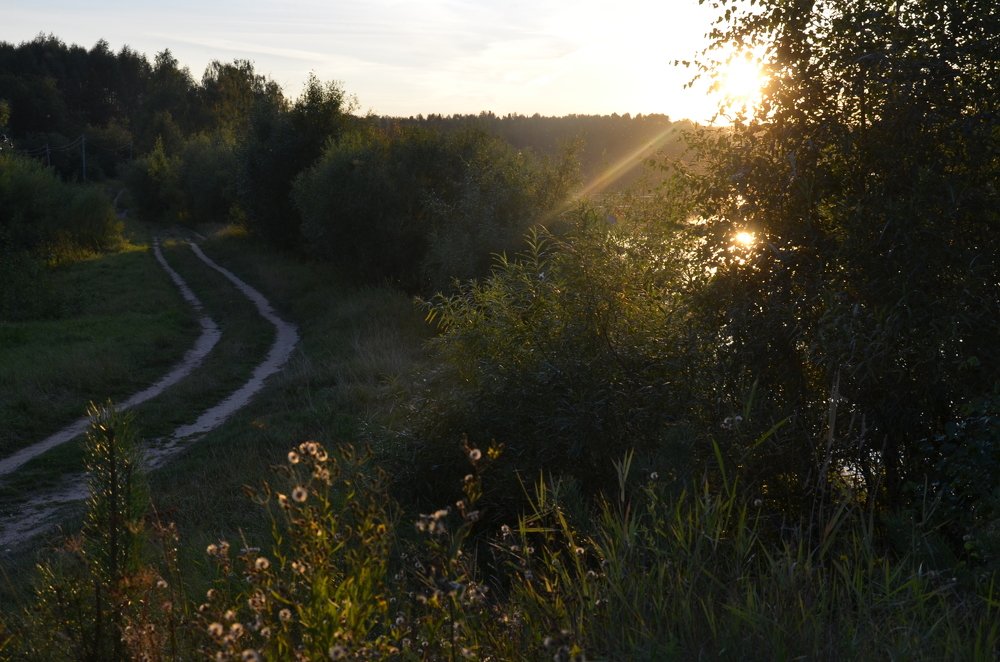 Вечерние тропы