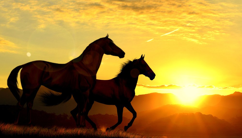 CAVALOS AO PÔR-DO-SOL