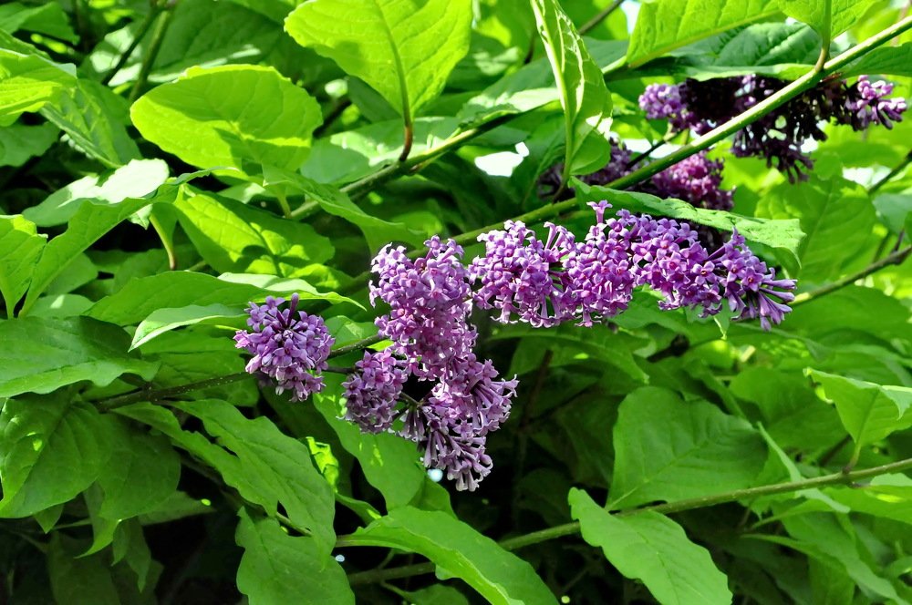 СИРЕНЬ ЦВЕТЕТ