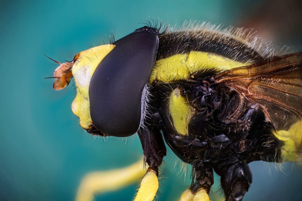 макро портрет