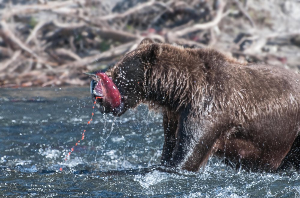Вкусный обед.