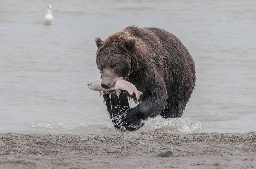 удачный улов