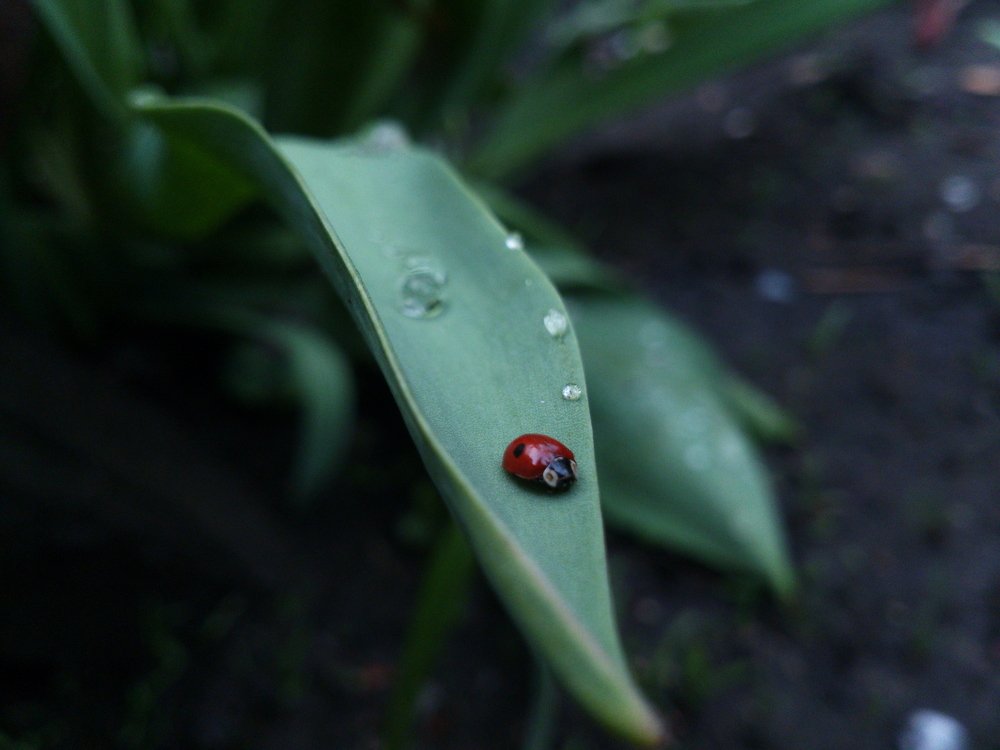 Ladybug