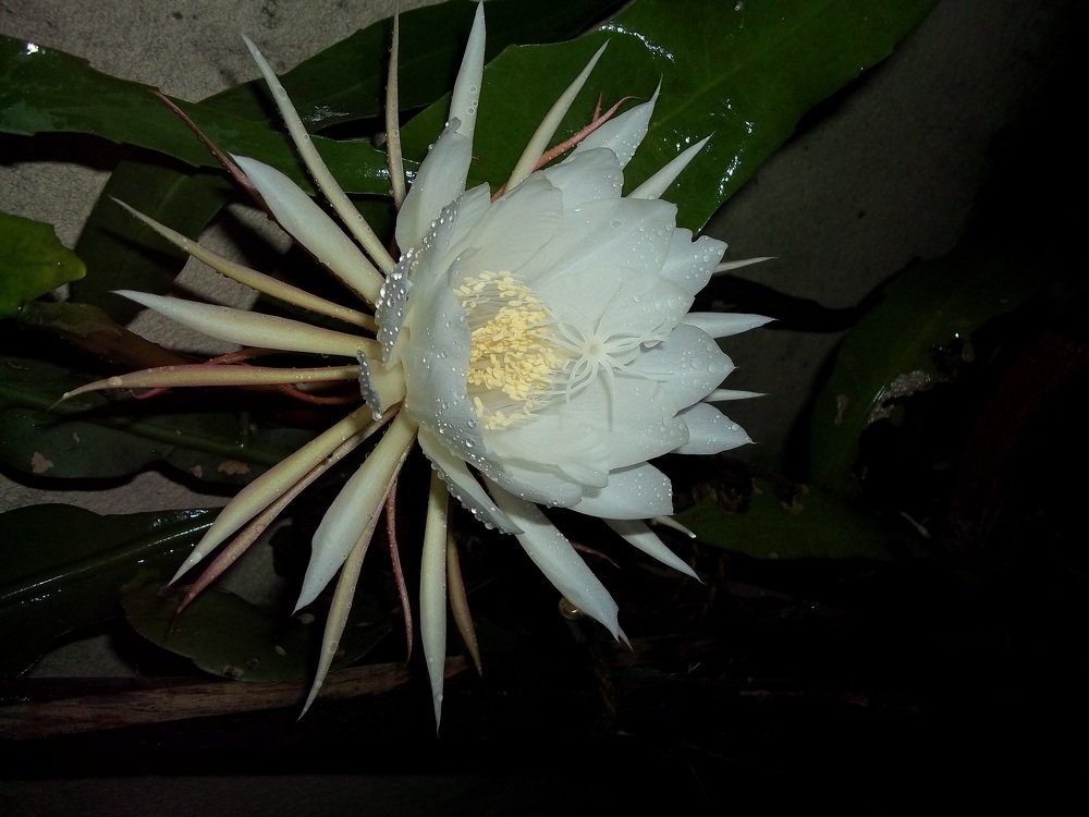 kadupul flower