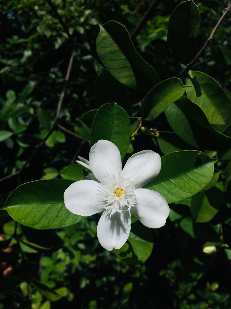 Idda flower