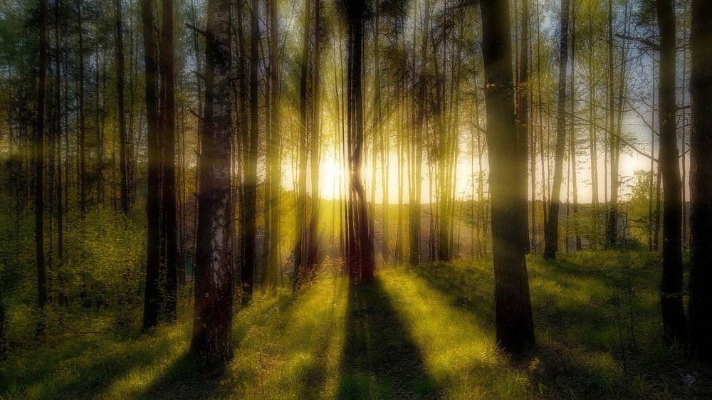 Sunset in a forest, Belarus