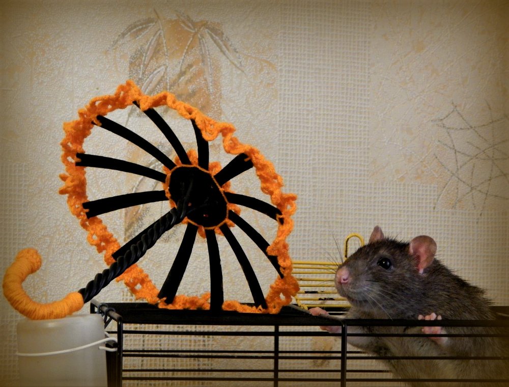 Зонт для Фомы