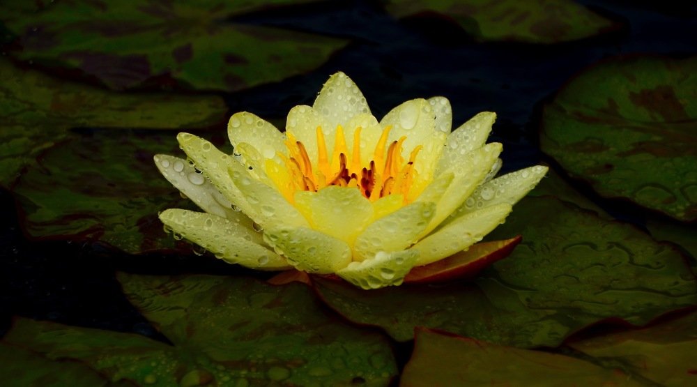 Water lily