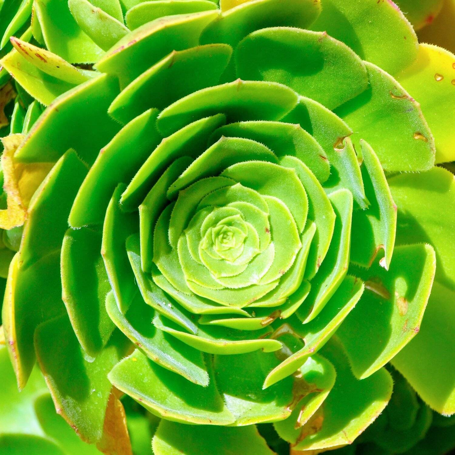 Green flower